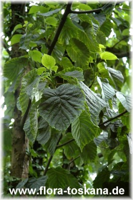 davidia_involucrata_hohenheim_1_-_210607.jpg