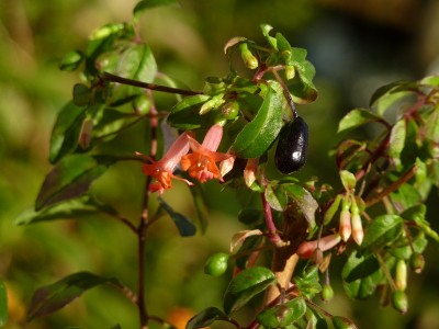 Fuchsia Obcilin5.jpg