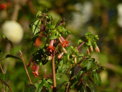 Fuchsia Obcilin 4.jpg