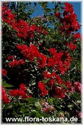 bougainvillea_spectabilis_rot_4_-_141005.jpg