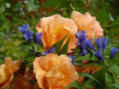 Strauchrose Westerland mit gentiana asclepiadea.jpg