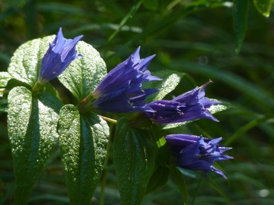 Gentiana asclepiadea Morgentau.jpg