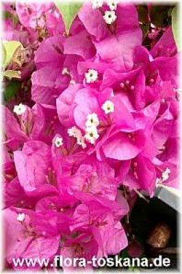 bougainvillea_spectabilis_rot_5_-_141005.jpg