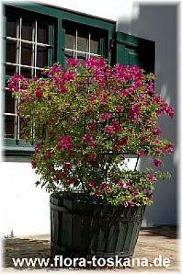 bougainvillea_spectabilis_rosa_1_-_141005.jpg