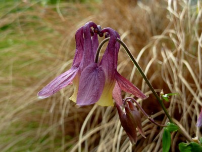 Aquilegia_oxysepala_chinesische_Akelei_Carex_buchananii1.jpg