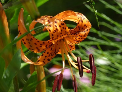 Lilium lancifolium 21.jpg