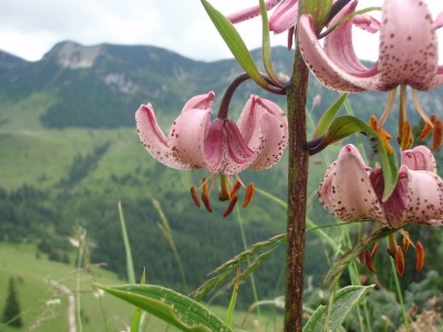 lilium martagon wild231.jpg