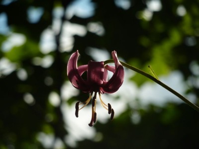 lilium martagon 23461.jpg