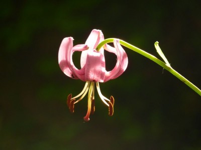 lilium martagon 2341.jpg