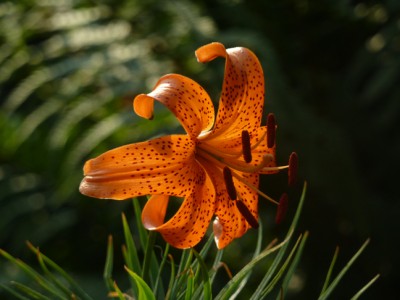 Lilium_tigrinum1.jpg