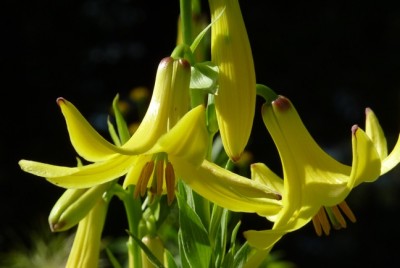 Lilium_monadelphum1.jpg