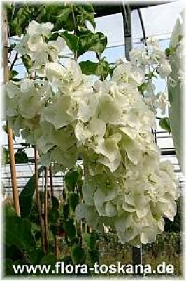 bougainvillea_weiss_3_-_digi.jpg