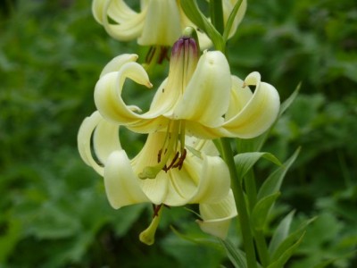 lilium monadelphum1.jpg