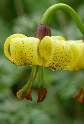 lilium pyrenaicum1.jpg