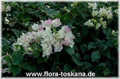 bougainvillea_spectabilis_mary_palmer_4_-_041106.jpg