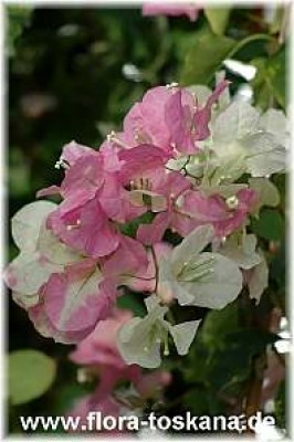 bougainvillea_glabra_blueten_-_dia.jpg