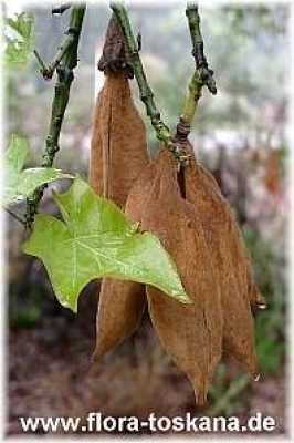 brachychiton_acerifolius_frucht_-_digi.jpg