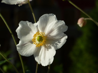 Honorine Jobert Anemone japonica.jpg