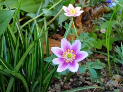 Anemone_nemorosa_monika_laner1.jpg