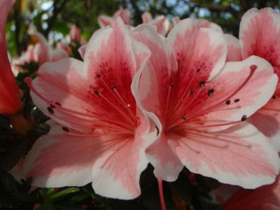 Rhododendron simsii weiß gesäumt ungefüllt1.jpg