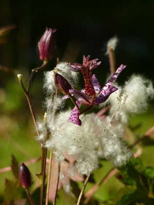 Tricyrtis mit Anemonen Samen.jpg