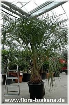 butia_capitata_sol_1_0405.jpg