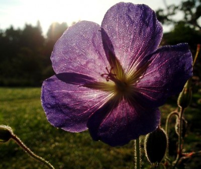 Geranium_Abendsonne1.jpg