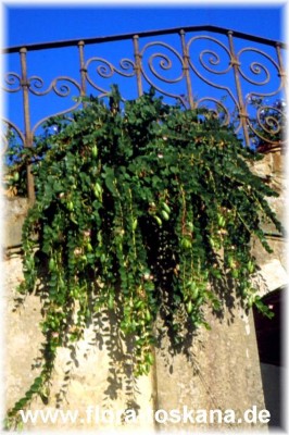 capparis_spinosa_naturstandordt_-_dia.jpg