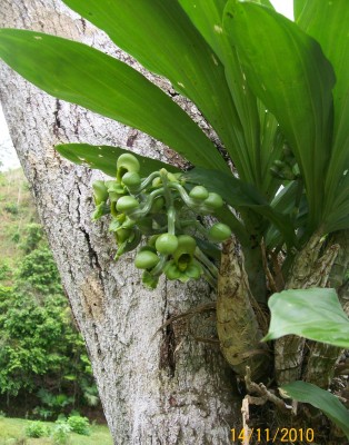 Orquídea desconocida, 14.11.2010 B.JPG