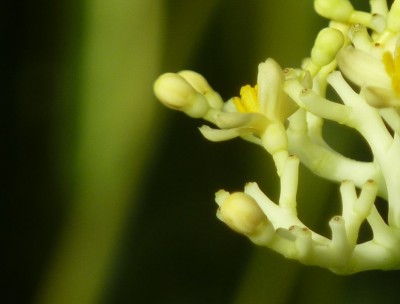 Jatropha podagrica gelb close up.jpg