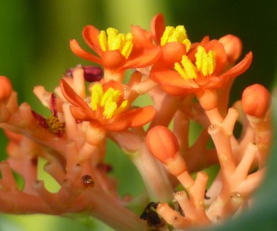 Jatropha podagrica Blüten Nahaufnahme.jpg