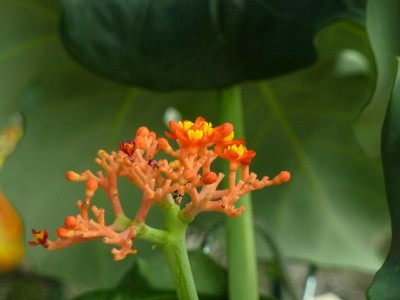 Jatropha podagrica 3.jpg