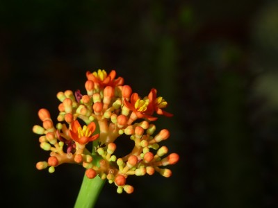 Jatropha podagrica.jpg