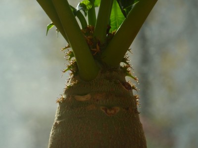 Epidermis Auswüchse Jatropha.jpg