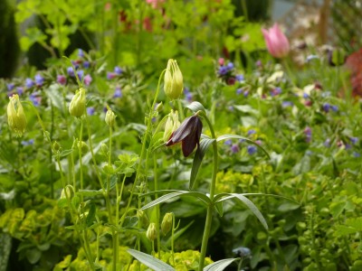 Aquilegia canadensis corbett fritillaria1.jpg