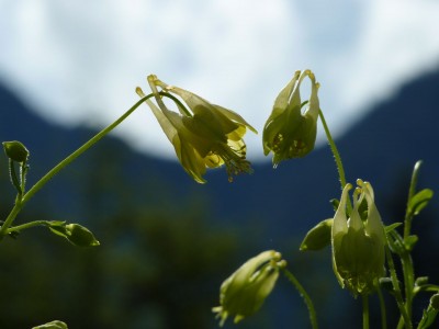 Aquilegia canadensis corbett1.jpg