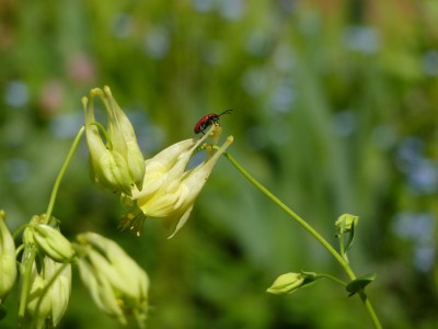 Aquilegia canadensis corbett 31.jpg