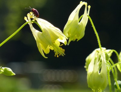 Aquilegia canadensis corbett 21.jpg