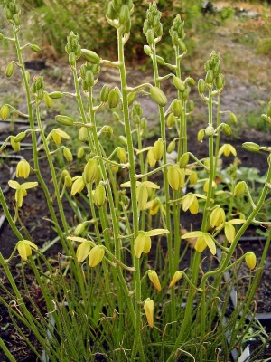 Albuca shawii (2).jpg