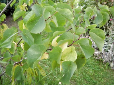 Judasbaum...jetzt schon gelbe Blätter...Juli 07.JPG