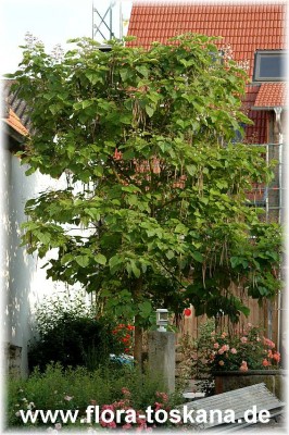 catalpa_bignonioides_ganz_1_-_310507.jpg