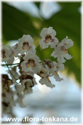 catalpa_bigonioides_8_-_100507.jpg