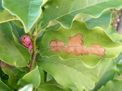 Purpurmagnolie - Magnolia liliiflora 'Susan'.JPG