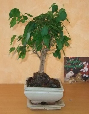 Bonsai 002.jpg