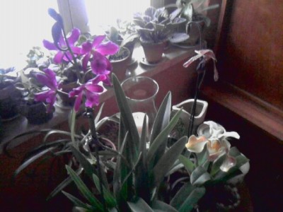 Orchidee'n Cattleya und Frauenschuh.JPG