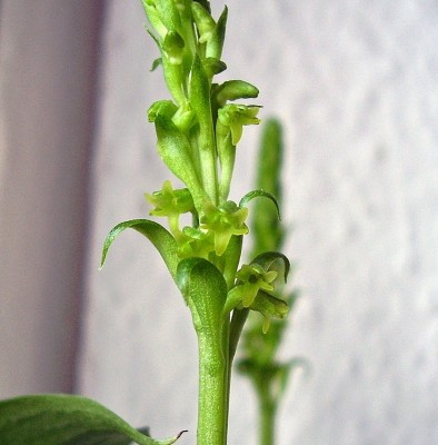 Gennaria diphylla (6).jpg