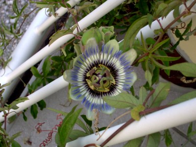 Passiflora caerulea.JPG