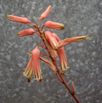Aloe jucunda (6).jpg