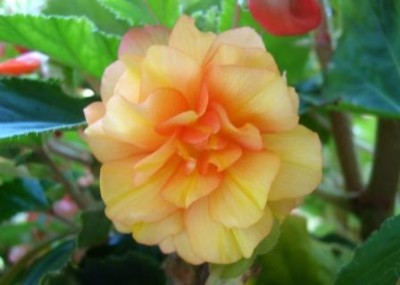 begonia 'illumination'.JPG