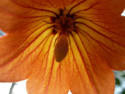 Canarina canariensis.jpg